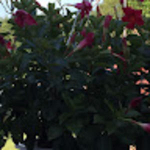 Meet your Posher, Tina